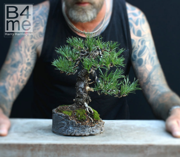 scots pine bonsai